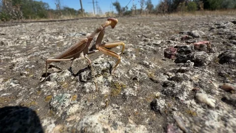 Brown Praying Mantis Raising Spined Forelegs on Sun Baked Stony Ground Video stock 344029028