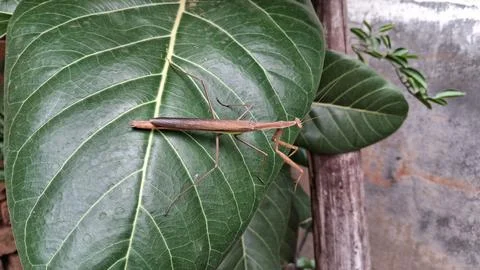 A brown praying mantis rests on a banyan green leaf, Stock Photos