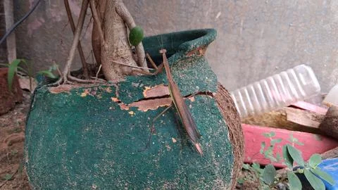A brown praying mantis rests on a banyan green leaf, Fotos de archivo