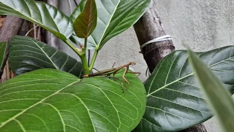 A brown praying mantis rests on a banyan green leaf, Stock Photos