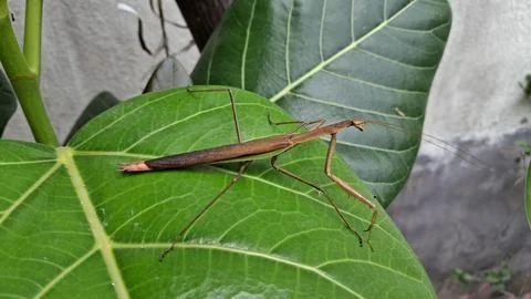 A brown praying mantis rests on a banyan green leaf, Stock Photos
