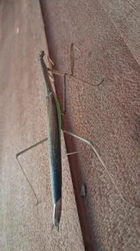 A brown praying mantis rests on a banyan green leaf, Stock Photos