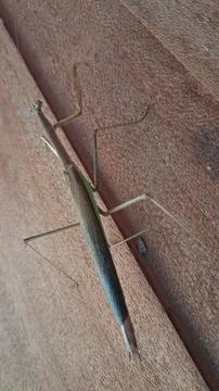 A brown praying mantis rests on a banyan green leaf, Stock Photos