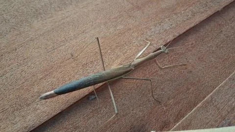 A brown praying mantis rests on a banyan green leaf, Stock Photos