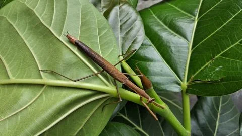 A brown praying mantis rests on a green leaf, blending perfectly with nature Stock Photos