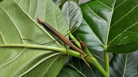 A brown praying mantis rests on a green leaf, blending perfectly with nature Stock Photos