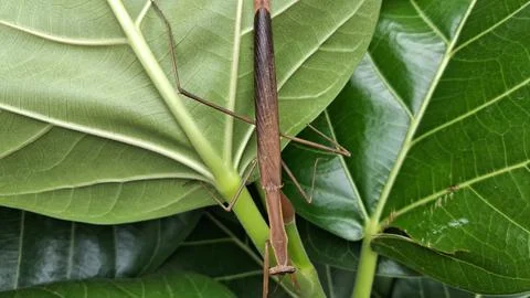 A brown praying mantis rests on a green leaf, blending perfectly with nature Stock Photos