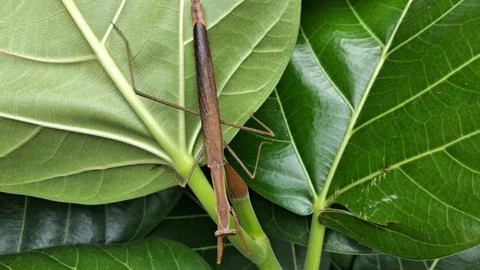 A brown praying mantis rests on a green leaf, blending perfectly with nature Stock Photos