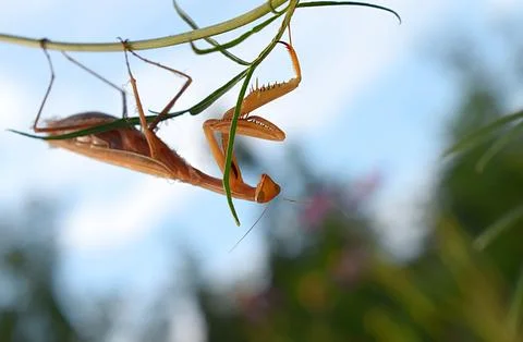 Brown praying mantis on a stalk upside down. Stock Photos
