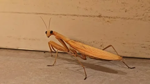 Brown Praying Mantis Turns Toward Camera Video stock 344010092