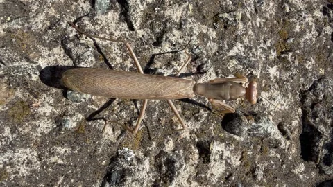 Brown Praying Mantis Walking Across Sunlit Concrete Macro Close Up Video stock 344029039