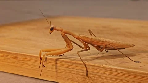 Brown Praying Mantis Watches Camera from Wooden Surface Video stock 344010105