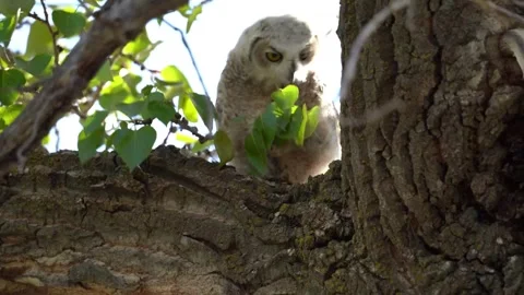A brown predator owl, with  yellow eyes, perches on a wild tree branch Stock Footage 309401745
