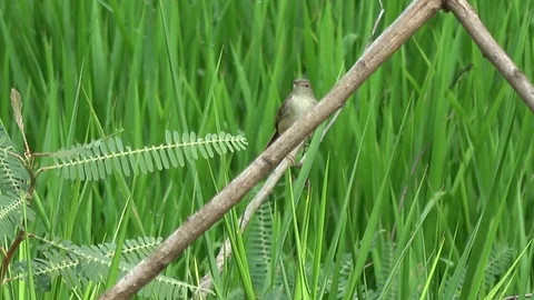 Brown prinia, Cambodia Stock Footage 121608691