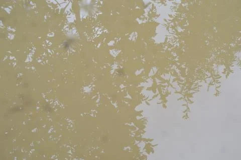 Brown puddle with forest reflection Stock Photos