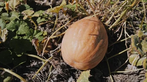 Brown Pumpkin Lying On Dry Soil Among Garden Leaves Stock Footage 323453842