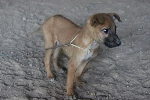 Brown Puppy Chained Stock Photos