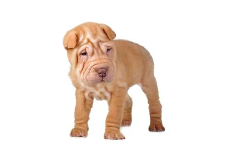 Brown puppy Stock Photos