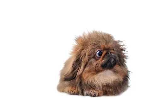 Brown puppy Stock Photos