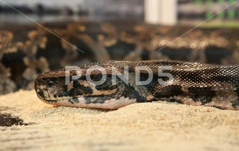 Brown Python on the sand. wild animal in a cage in a zoo Stock Image ...