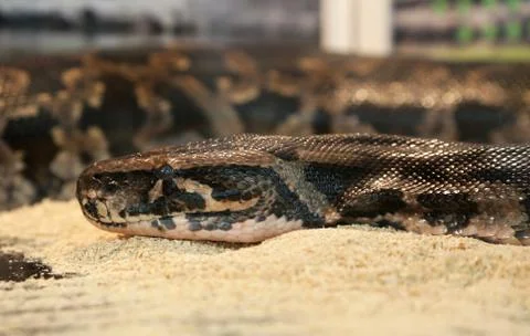 Brown Python on the sand. wild animal in a cage in a zoo 写真素材