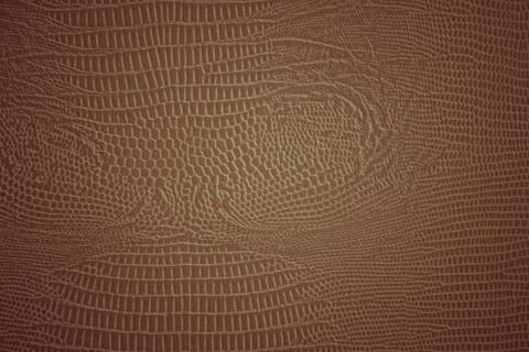 Brown python skin. Stock Photos