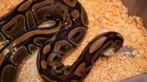 Brown python snake attacks a white mouse and choke it Stock Footage 122584912