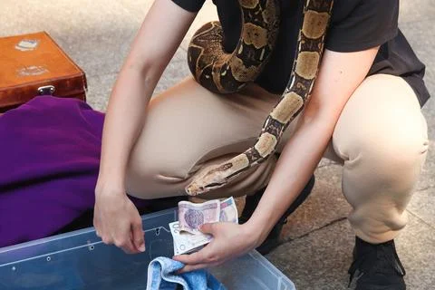 Brown python. snake, closeup side view an unrecognizable man holding brown 스톡 사진