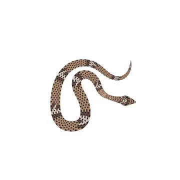 Brown python vector illustration. Isolated tropical snake on white background Stock Illustration
