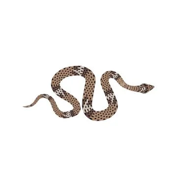Brown python vector illustration. Isolated tropical snake on white background Stock Illustration