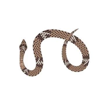 Brown python vector illustration. Isolated tropical snake on white background Stock Illustration