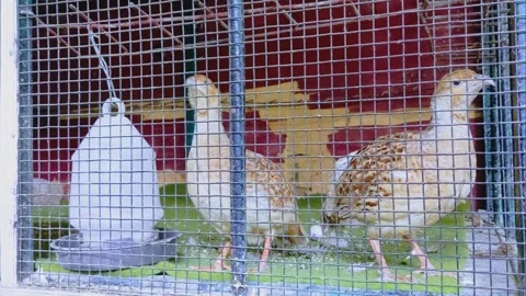 Brown Quail Birds In Cage 库存影片 333631300