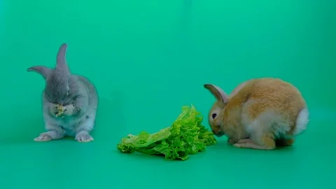 Brown rabbit and gray rabbit many action on green screen background Stock Footage 107294911
