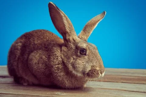 Brown rabbit with basket of colored eggs Stock Photos