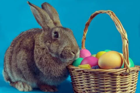 Brown rabbit with basket of colored eggs Stock Photos