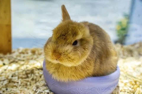 Brown Rabbit in Bowl Stock Photos