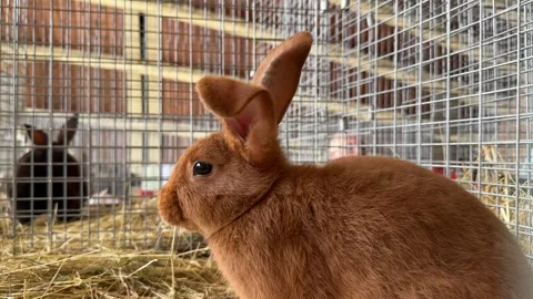 Brown Rabbit in a Cage at the Farm Stock Footage 281665963