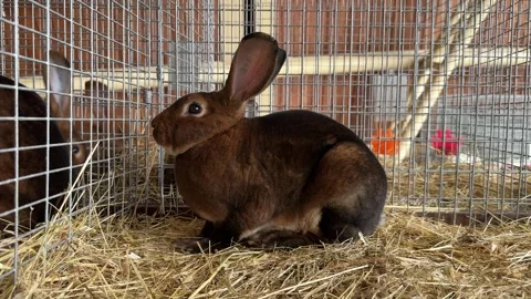 Brown Rabbit in a Cage Stock Footage 281665605