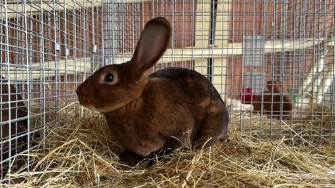 Brown Rabbit in a Cage Stock Footage 285652979