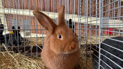 Brown Rabbit In A Cage With Other Rabbits Video stock 287366239