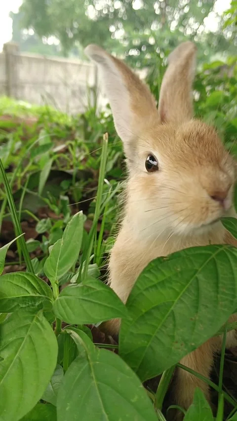 A brown rabbit casually eating wild grass Stock Footage 288008769