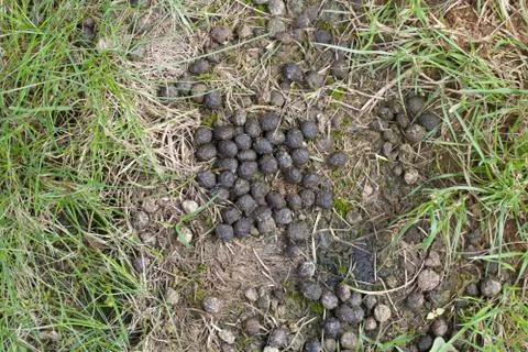 Brown rabbit droppings lying on rough grassy ground in summer Stock Photos