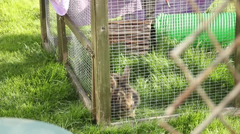 Brown Rabbit Eating Grass 動画素材 38155128