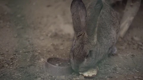 Brown Rabbit eating green grass in the zoo Stock-Footage 72224152