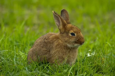 A brown rabbit eats fresh green grass Stock Photos