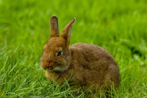 A brown rabbit eats fresh green grass with yellow flowers 写真素材