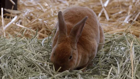 Brown rabbit eats hay on ground Stock Footage 331445122
