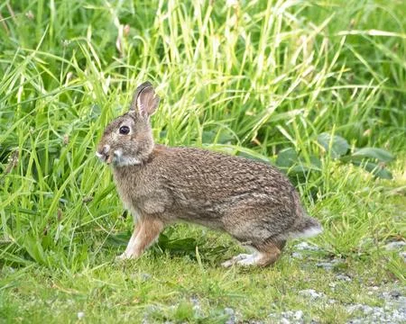 Brown rabbit exploring a grassy field on a sunny afternoon in a natural habit Fotos de archivo