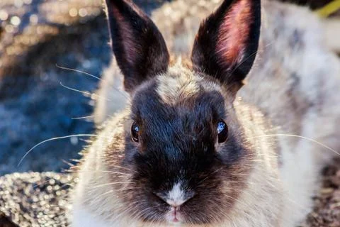 Brown rabbit in the farm Stock Photos