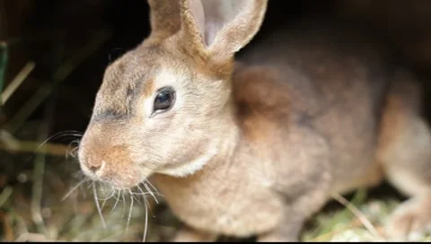 Brown rabbit Stock Footage 7738881